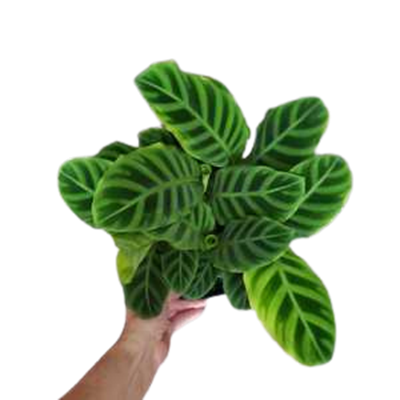 Zebrina